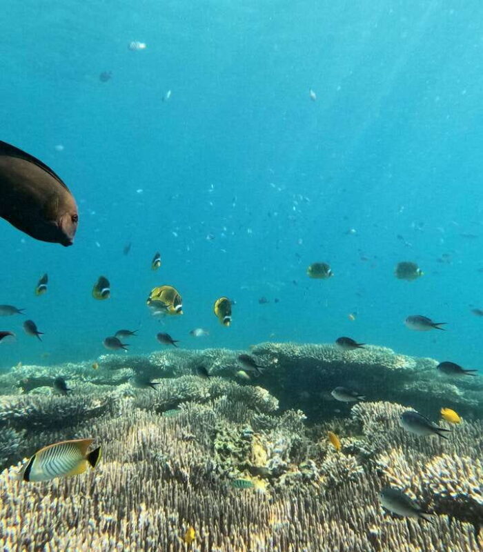 Bali: Blue Lagoon and Tanjung Jepun Snorkeling Tour - The Value of This Tour