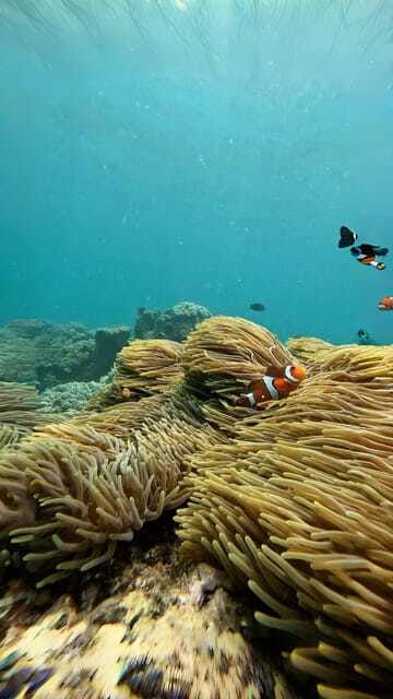 Bali: Blue Lagoon and Tanjung Jepun Snorkeling Tour - FAQ