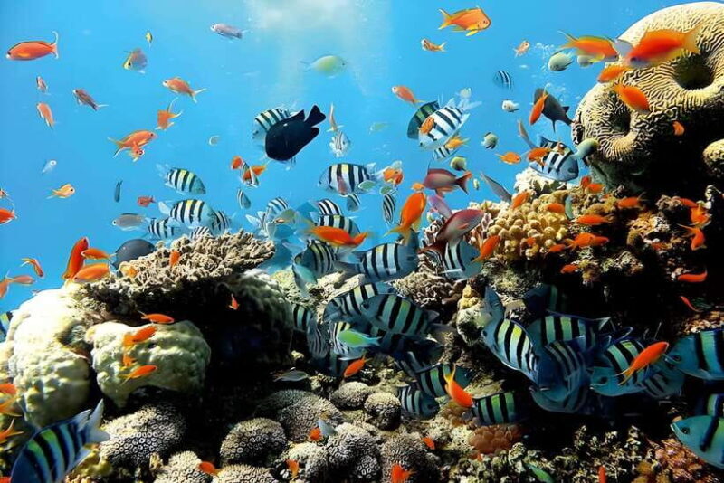Bali: Blue Lagoon and Tanjung Jepun Snorkeling Tour - What Travelers Say
