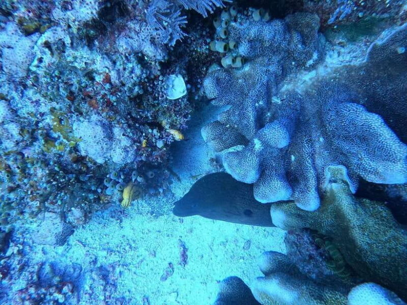 Bali: Blue Lagoon and Tanjung Jepun Snorkeling Tour with - Discovering Bali’s Underwater Treasures: Blue Lagoon and Tanjung Jepun Snorkeling Tour