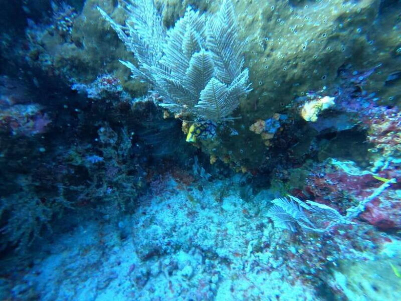 Bali: Blue Lagoon and Tanjung Jepun Snorkeling Tour with - Practical Tips for Participants