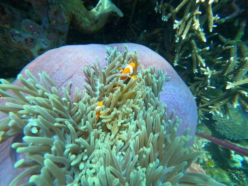 Bali: Blue Lagoon and Tanjung Jepun Snorkeling Tour with - Who Should Consider This Tour?