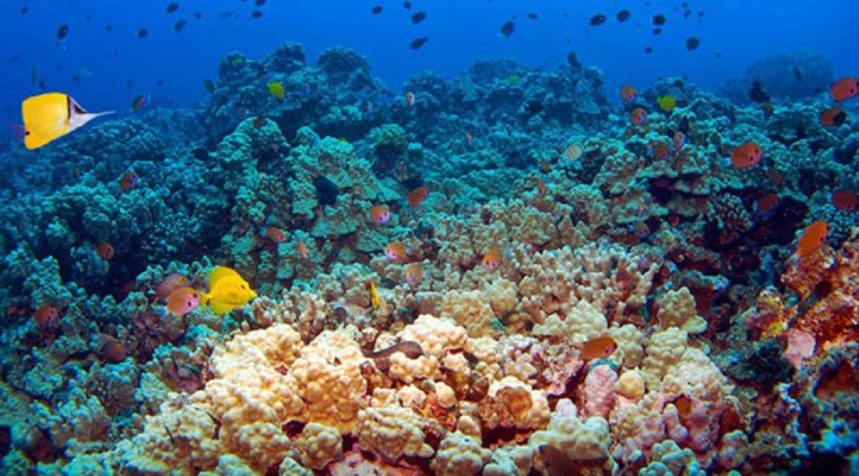 Bali: Blue Lagoon and Tanjung Jepun Snorkeling With Lunch - Marine Life Sightings