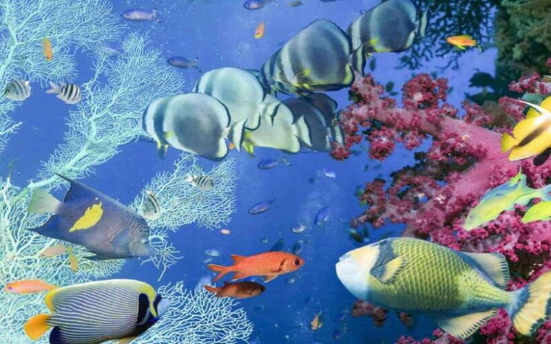 Bali Blue Lagoon Snorkeling Tour - Key Points