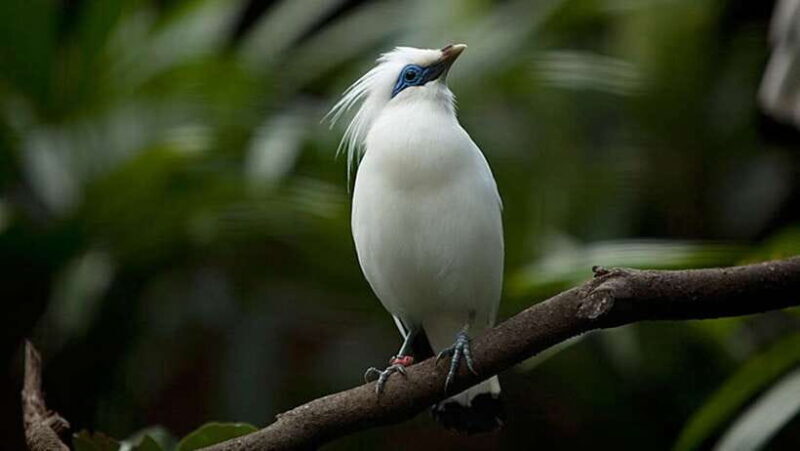 Bali: Countryside Bird Watching Tour with Hotel Transfer - A Detailed Look at the Experience