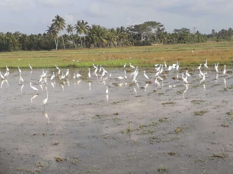 Bali: Countryside Bird Watching Tour with Hotel Transfer - FAQ