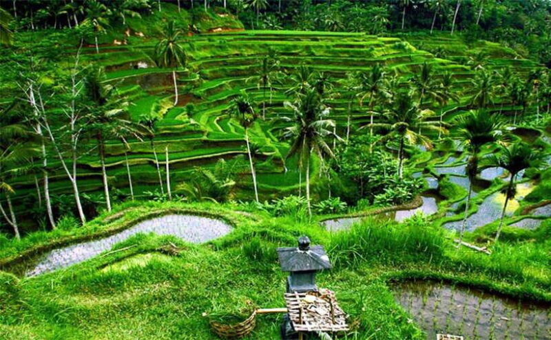 Bali : Customised Private Tour with Car Charter - The Sum Up
