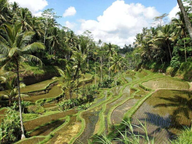 Bali: Customizable Tour with Local Guide - Why Consider a Custom Bali Tour?
