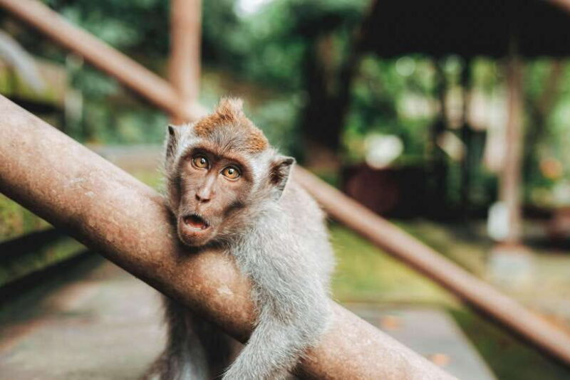 Bali: Customizable Tour with Local Guide - What Past Travelers Say