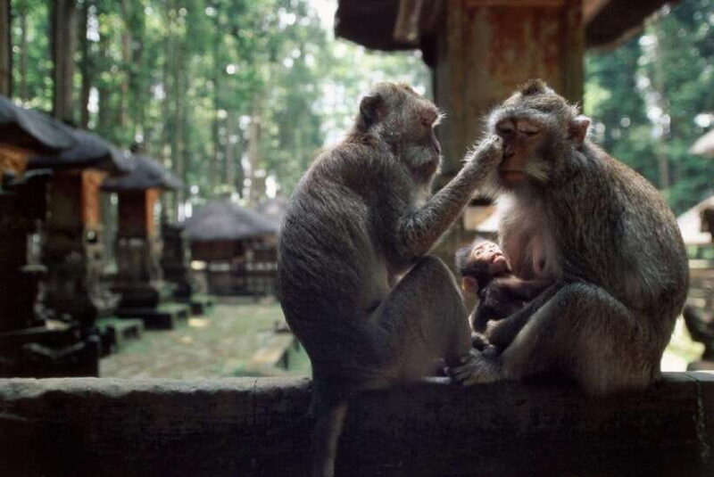Bali: Customizable Tour with Local Guide - Practical Tips for Your Day