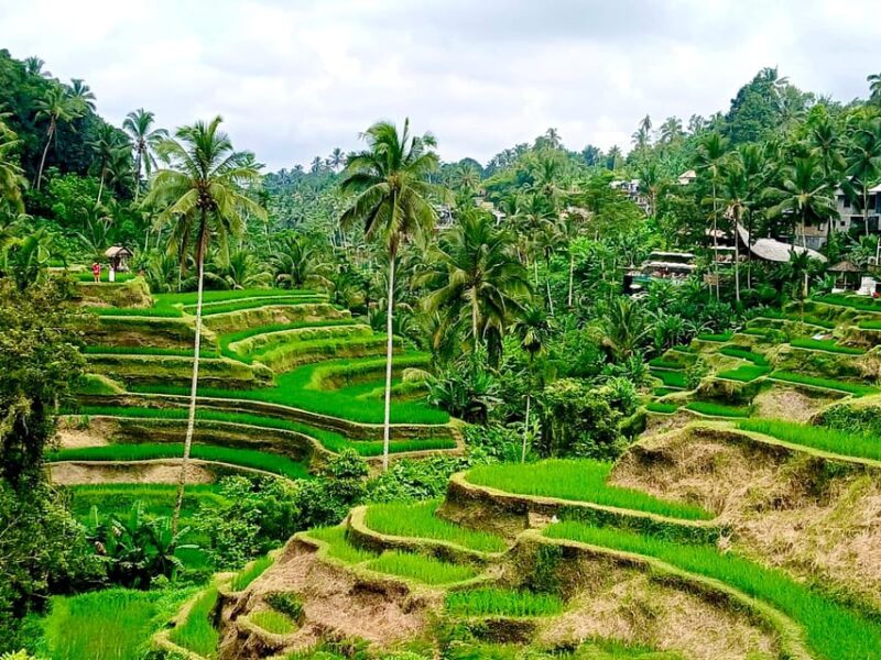 Bali: Customized Full-Day Private Tour - Good To Know