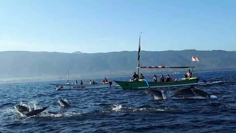Bali dolphin, swim & snorkeling in Lovina Bali - The Experience of Dolphin Watching in Lovina