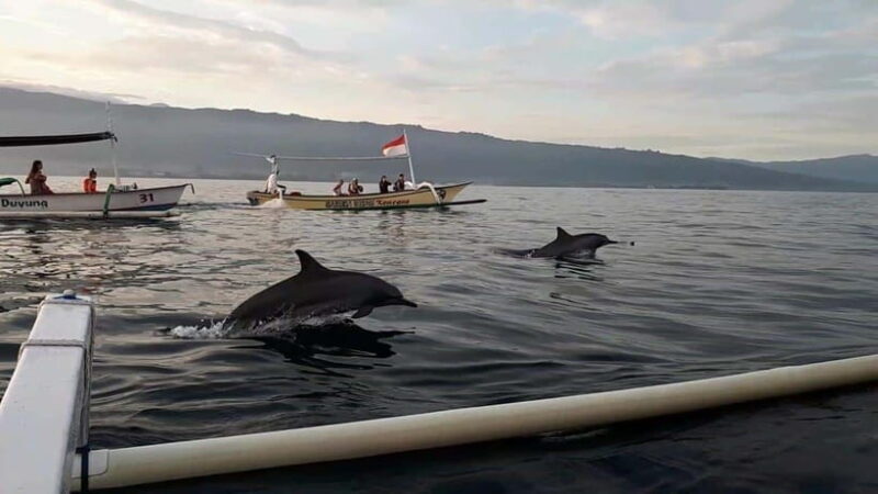 Bali dolphin, swim & snorkeling in Lovina Bali - What Travelers Say