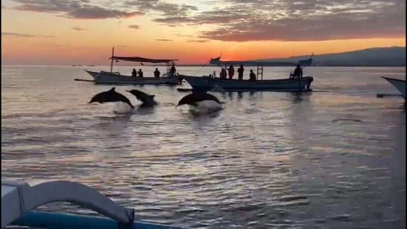 Bali dolphin, swim & snorkeling in Lovina Bali - Practical Details and Tips