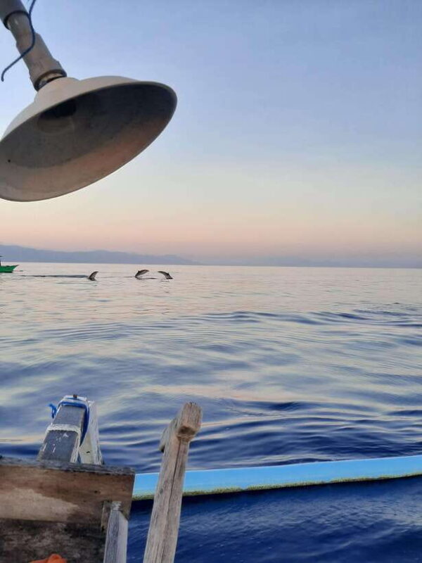 Bali Dolphin tour and sunrise in Lovina - What This Tour Offers