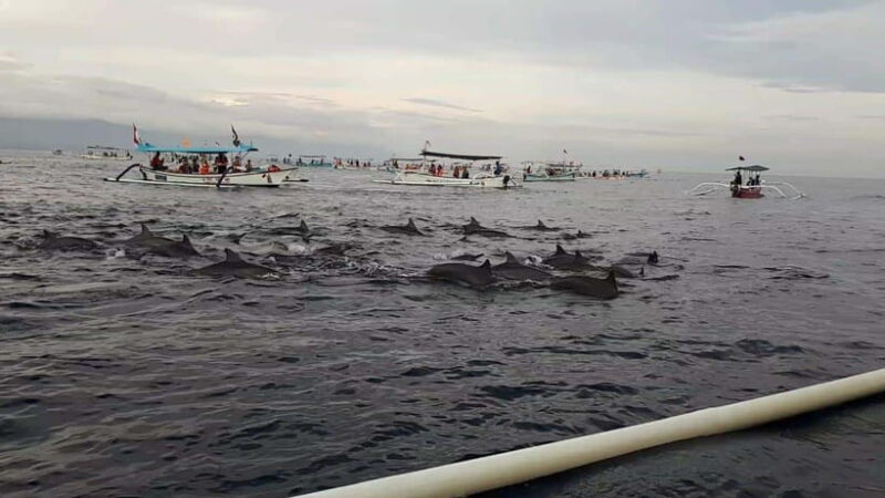 Bali Dolphin tour and sunrise in Lovina - FAQ