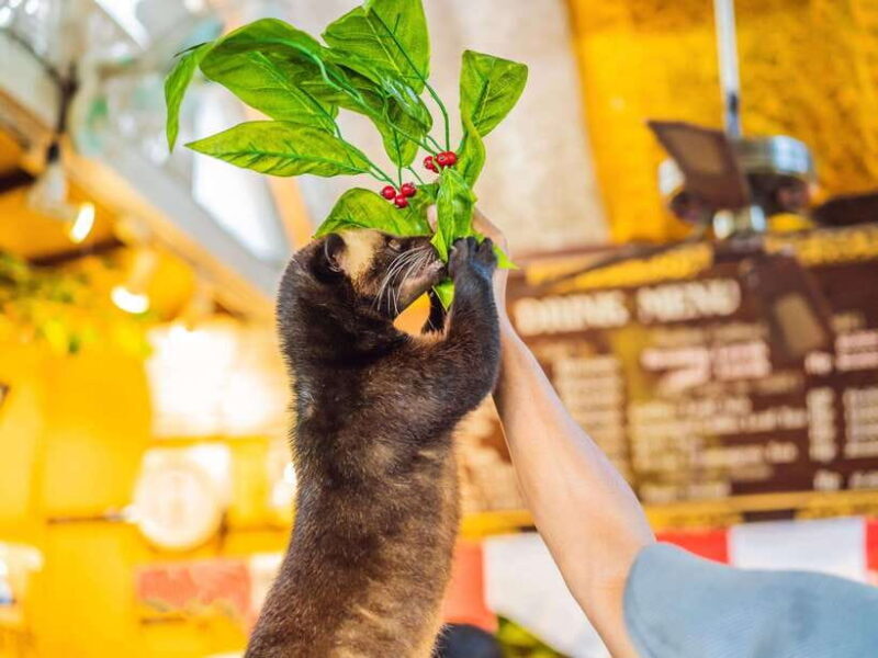 Bali: Dolphin Watching, Aling Aling Waterfall, and Coffee - Key Points