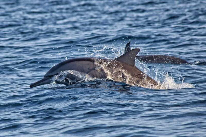 Bali: Dolphin Watching, Sekumpul Waterfall, and Wanagiri - The Sum Up: Who Should Consider This Tour?
