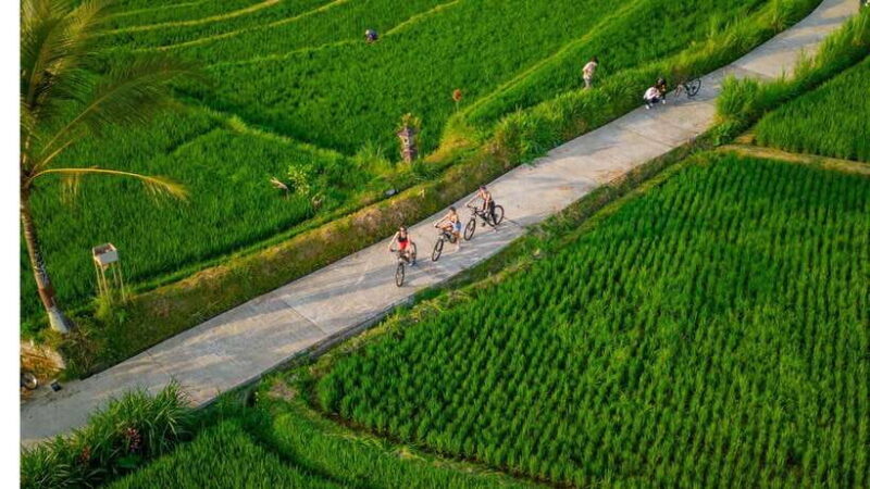 Bali: Downhilll Cycling, Marigold Farm, Rice Field & Temple - Key Points