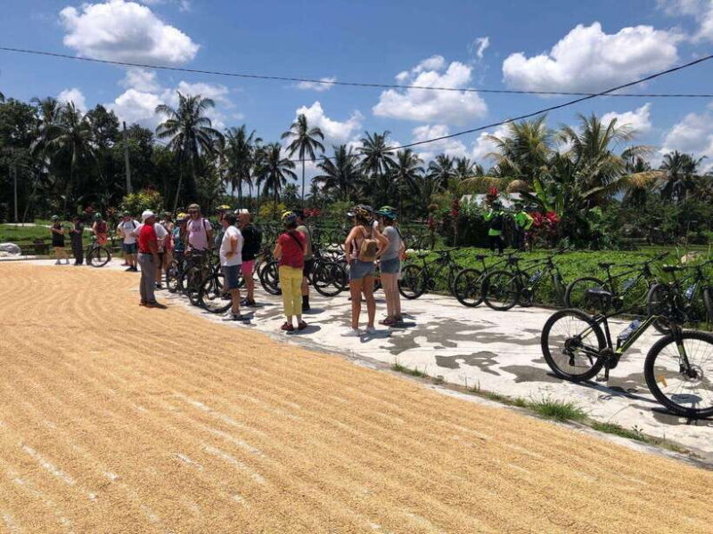 Bali: Downhilll Cycling, Marigold Farm, Rice Field & Temple - An Introduction to the Bali Downhill Cycling Tour