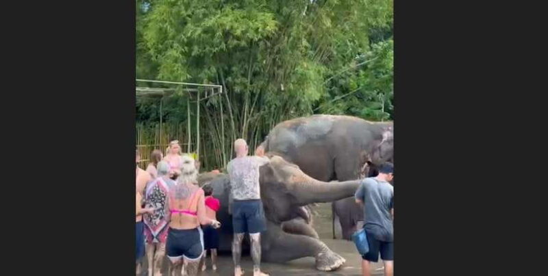 Bali: Elephant Mud Fun Activity - Final Thoughts: Is It Worth It?