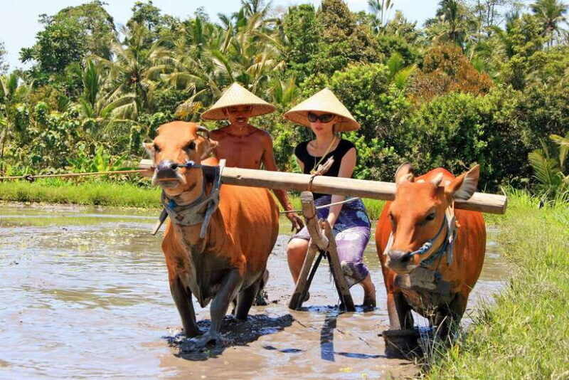Bali: Experience Authentic Balinese Life Private Tour - Key Points