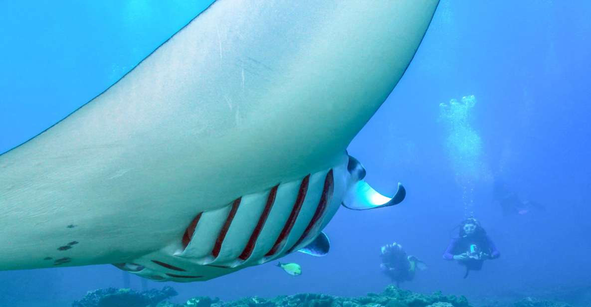 Bali: Full-Day Snorkeling Trip to Nusa Penida & Manta Point - Highlights of the Excursion