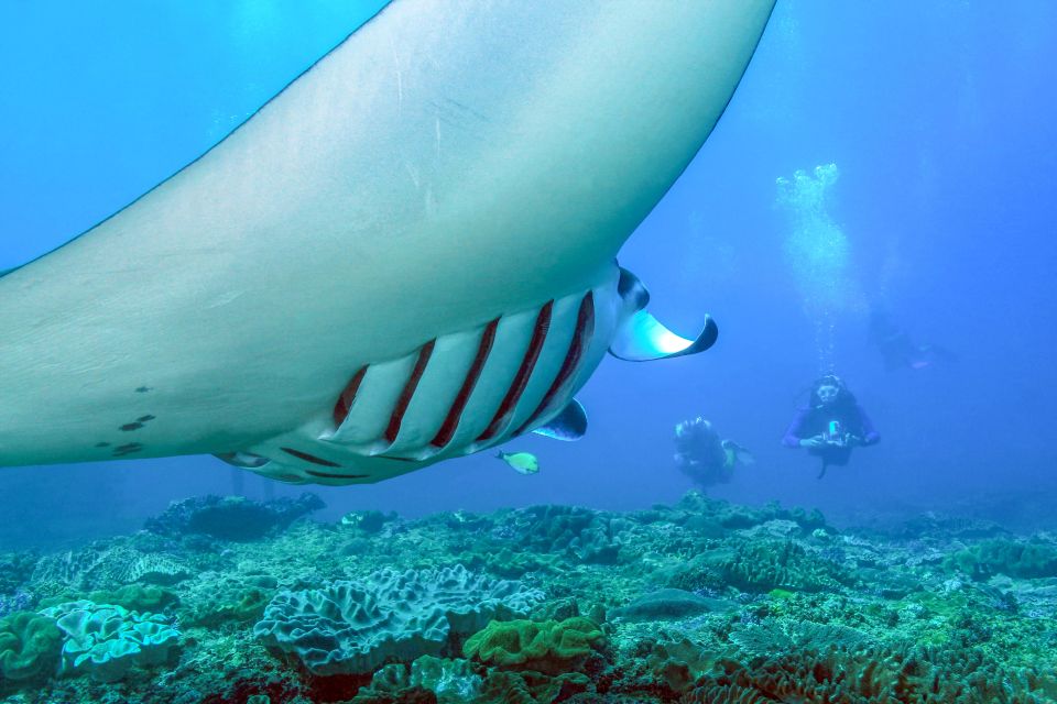Bali: Full-Day Snorkeling Trip to Nusa Penida & Manta Point - Restrictions and Considerations