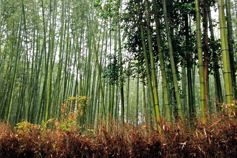 Bali: Full-Day Trip to Penglipuran Village and Bamboo Forest - Highlights of the Excursion
