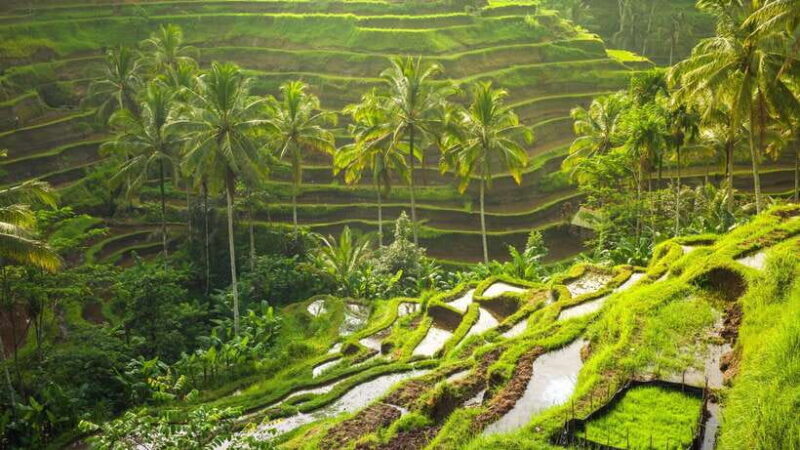 Bali: Full-Day Ubud Highlight & Tanah Lot Temple Sunset Tour - Authentic Experiences from Fellow Travelers