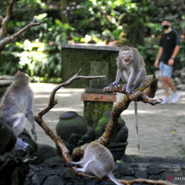 Bali : Full Day Ubud Waterfall With Tanah Lot Tour - Logistical Information