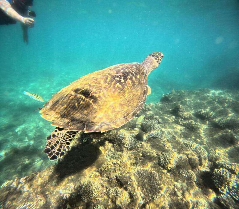 Bali: Highlights Blue Lagoon Snorkeling Tour in Padang Bai - What to Expect from the Tour