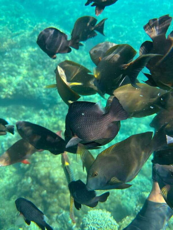 Bali: Highlights Blue Lagoon Snorkeling Tour in Padang Bai - Who Should Consider This Tour?