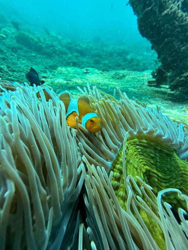 Bali: Highlights Blue Lagoon Snorkeling Tour in Padang Bai - FAQ