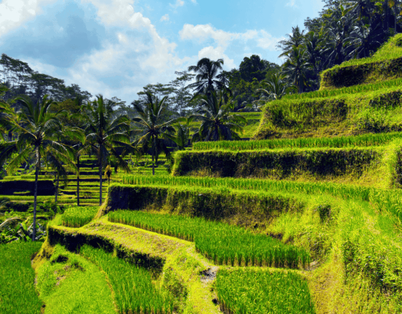 Bali Highlights: Volcanoes, Temples, Waterfall, Rice Terrace - Itinerary and Highlights