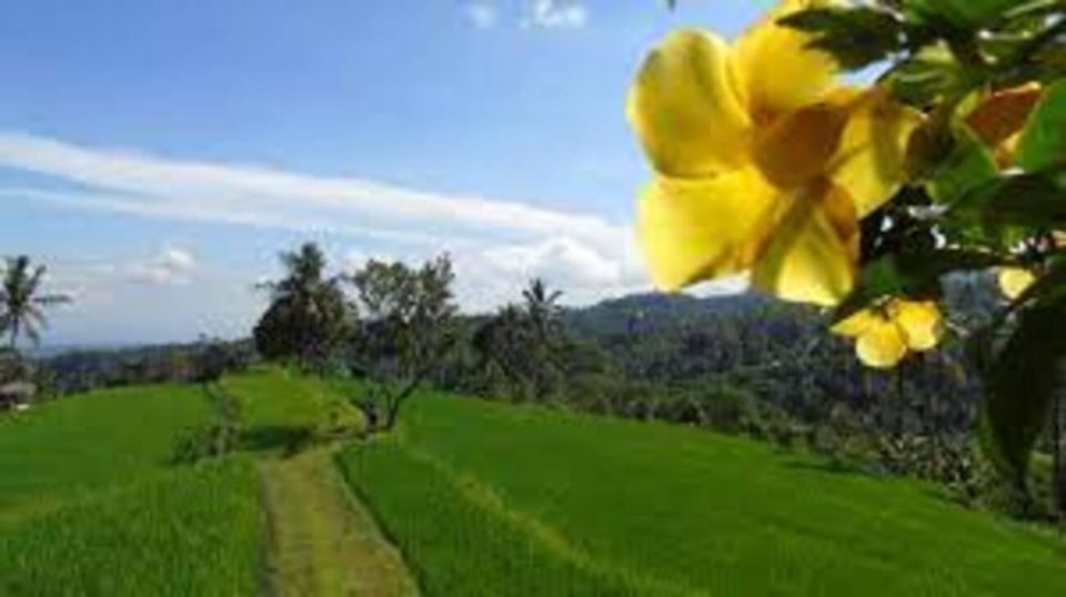 Bali: Hilltop Lemukih Trekking With Amazing View - Transportation and Guide