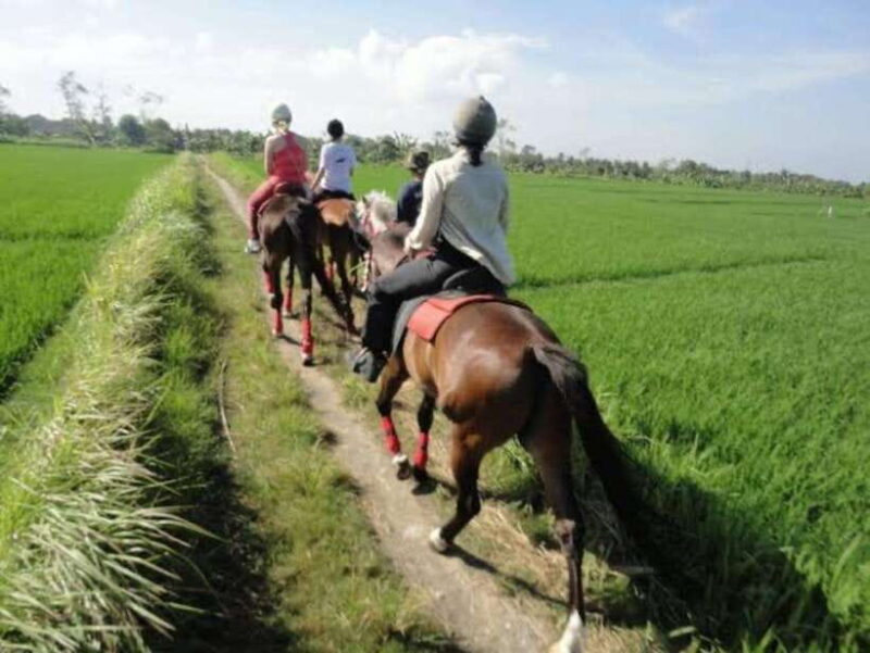 Bali: Horse Riding on the Beach and Rice field Tour - Introduction