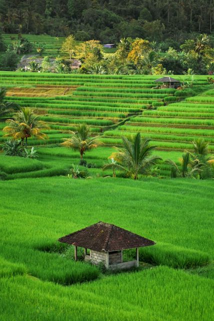 Bali Jatiluwih Rice Terrace and Tanah Lot Tour - UNESCO Tour - Temple Visits