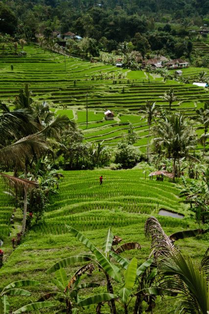 Bali Jatiluwih Rice Terrace and Tanah Lot Tour - UNESCO Tour - Tour Inclusions