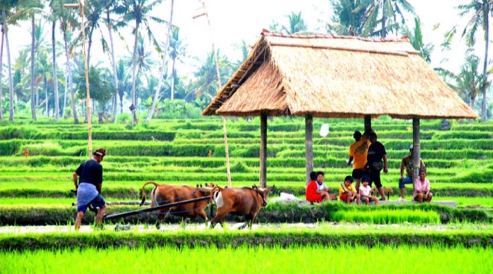 Bali: Jatiluwih Rice Terrace, Hidden Gem Waterfall & Temple - Highlights