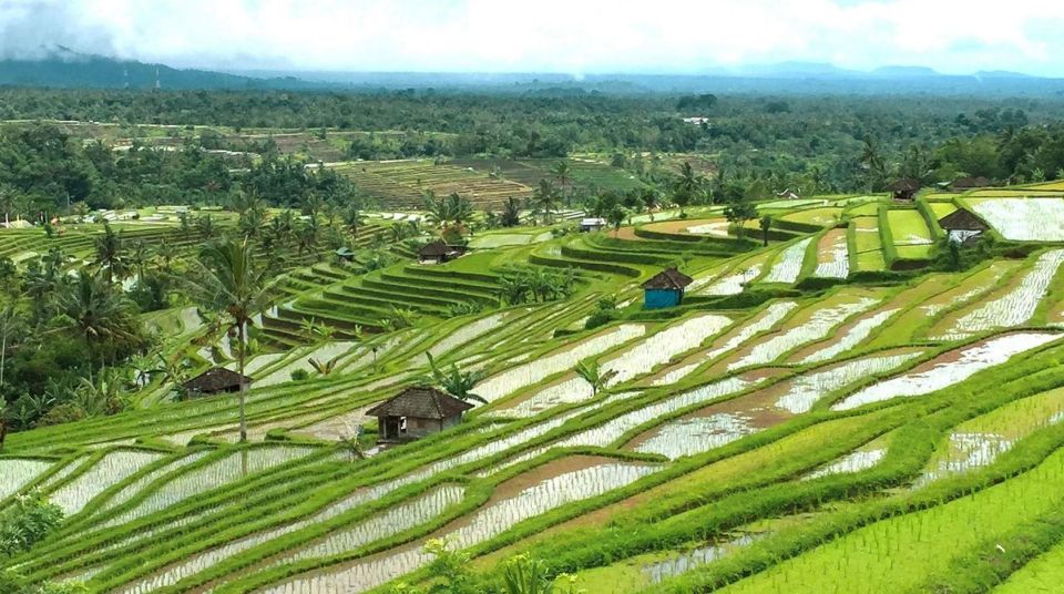 Bali: Jatiluwih Rice Terrace Sunrise Trekking With Breakfast - Key Points