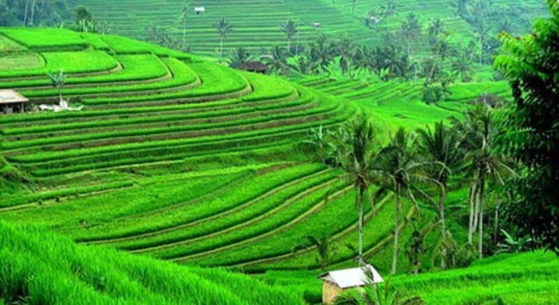Bali: Jatiluwih Rice Terraces, Water Temple, Waterfall Tour - An Overview of the Tour Experience
