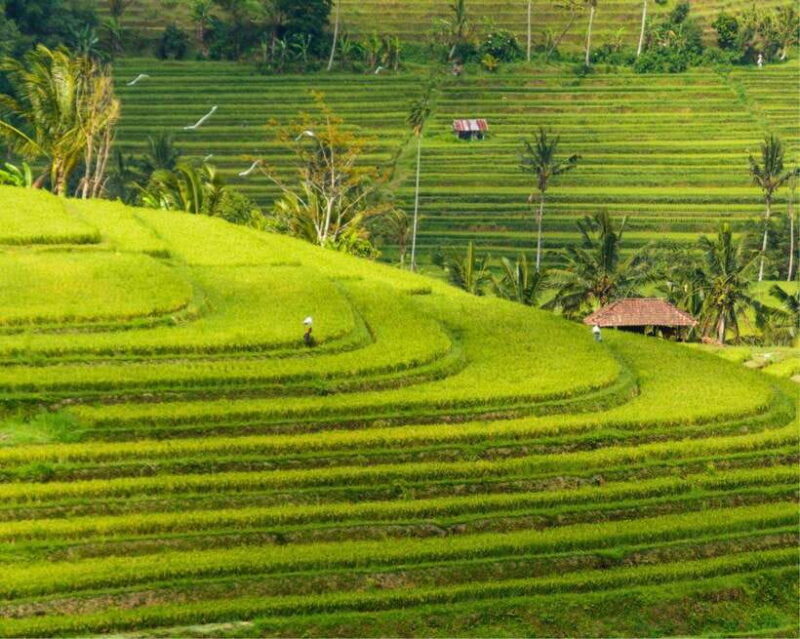 Bali: Jatiluwih, Ulun Danu Beratan, Handara, and Leke Leke - Exploring North Bali: A Full-Day Adventure with Bali Fantastic Tour Bagiarta