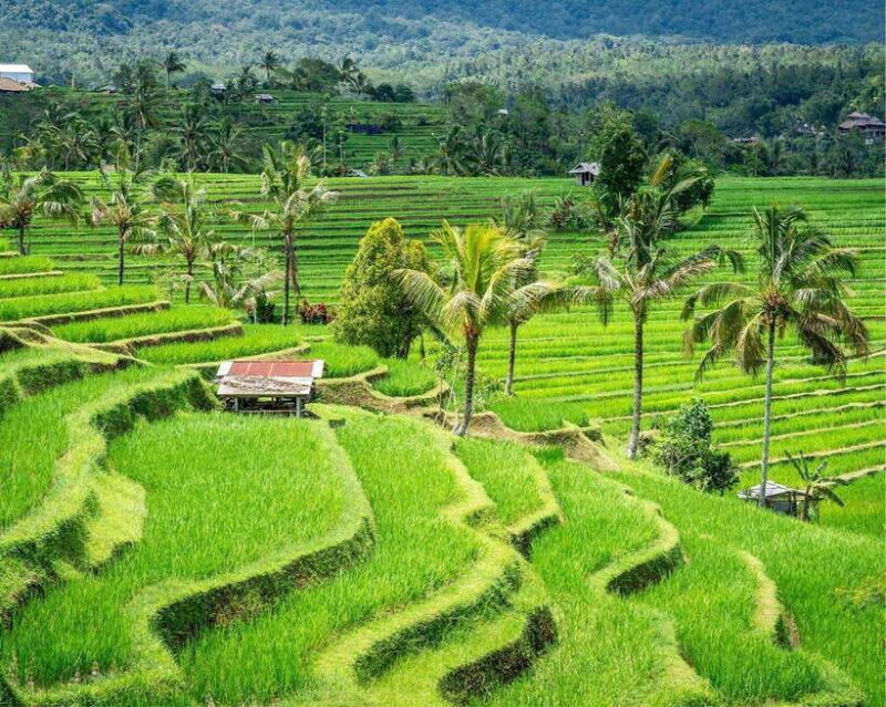 Bali: Jatiluwih, Ulun Danu Beratan, Handara, and Leke Leke - Final Thoughts: Is This Tour Worth It?
