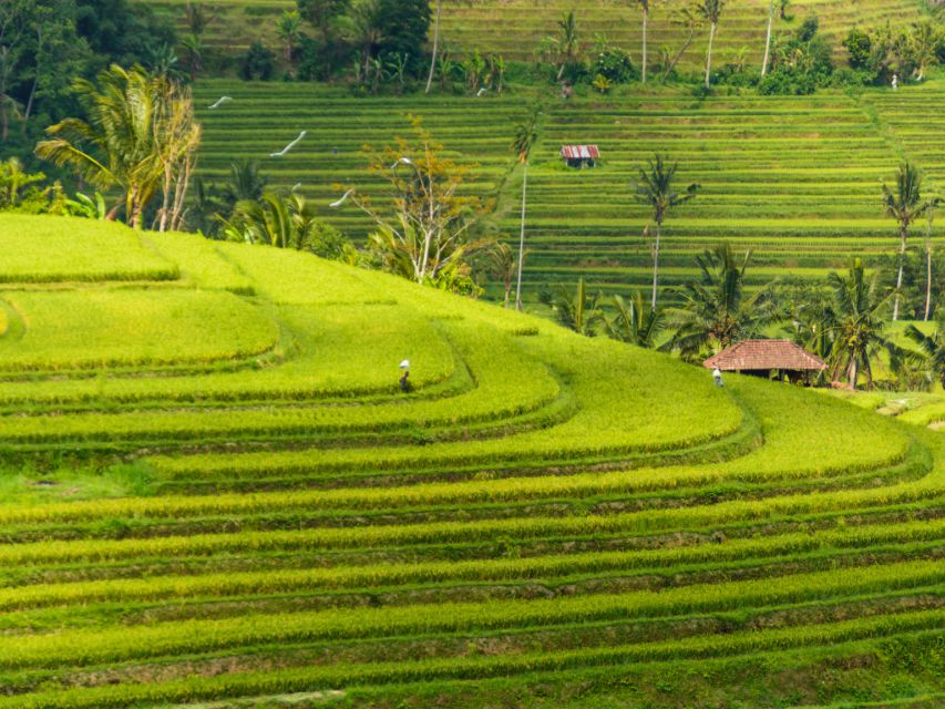 Bali: Jatiluwih UNESCO, Waterfall and Temple Private Tour - Inclusions and Exclusions