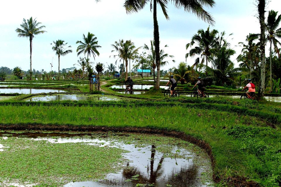 Bali: Kintamani Private Downhill Bike Tour & Rice Fields - Frequently Asked Questions