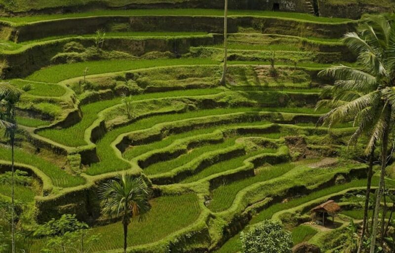 Bali: Kintamani Village, Rice Terraces, and Coffee Tour - Good To Know