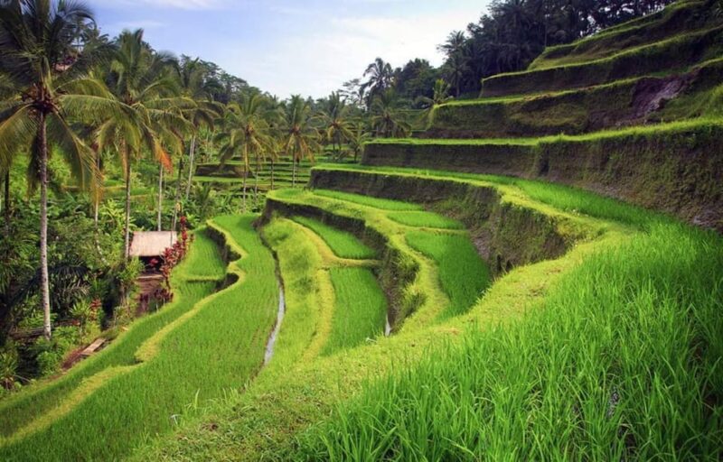 Bali: Kintamani Village, Rice Terraces, and Coffee Tour - Pricing and Booking