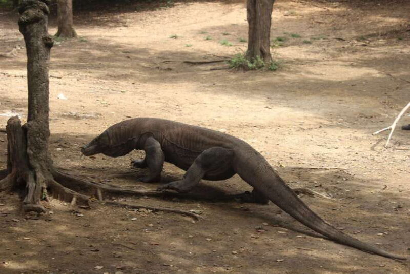 Bali: Komodo Island Guided Day Trip with Lunch and Snacks - Who Will Love This Tour?