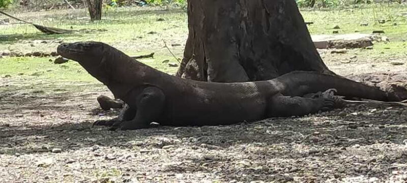 Bali: Komodo Island Guided Day Trip with Lunch and Snacks - FAQ